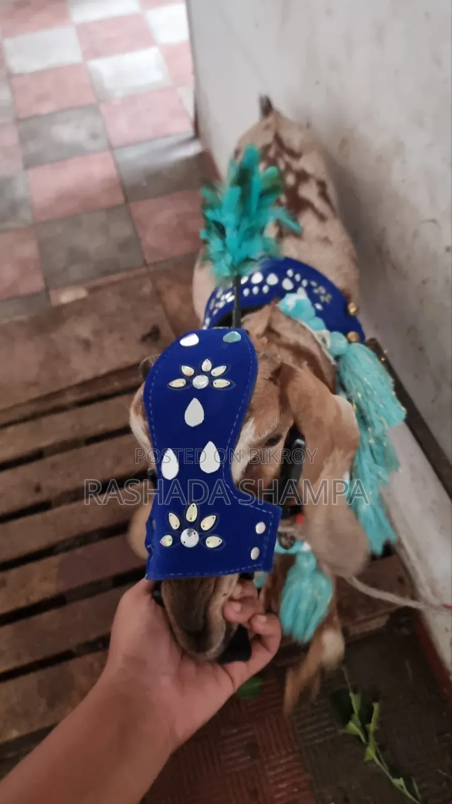 কোরবানির খাসি