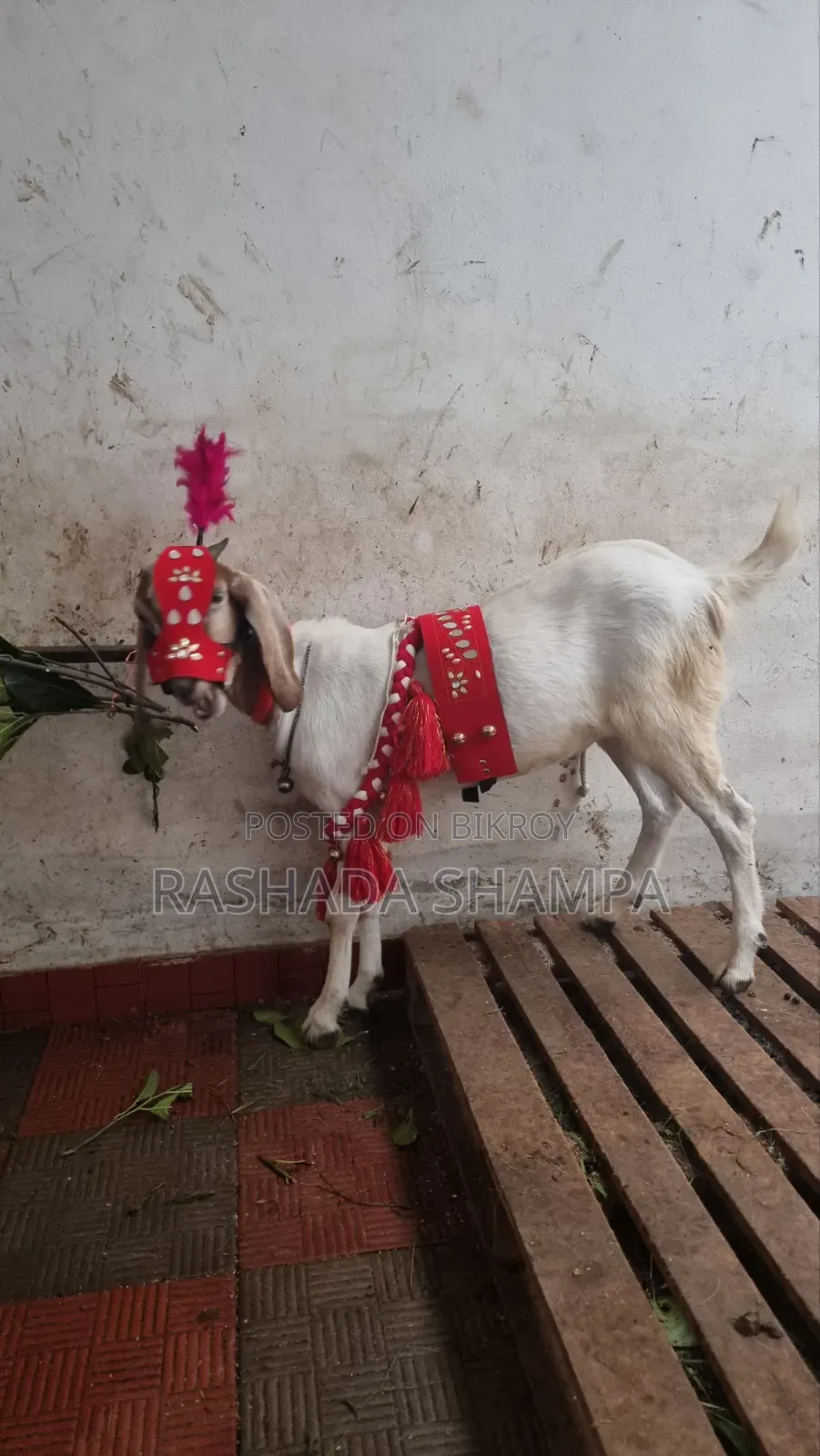 কোরবানির খাসি