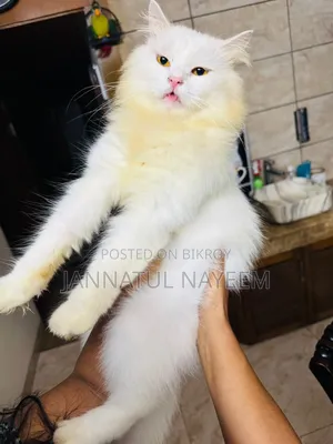 1+ Year Male Purebred Persian