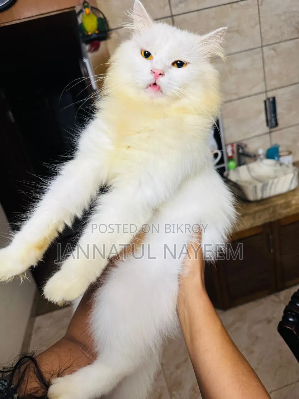 1+ Year Male Purebred Persian