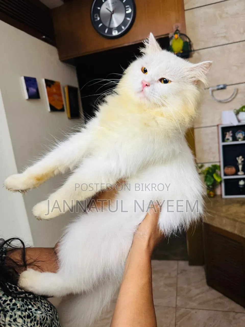 1+ Year Male Purebred Persian