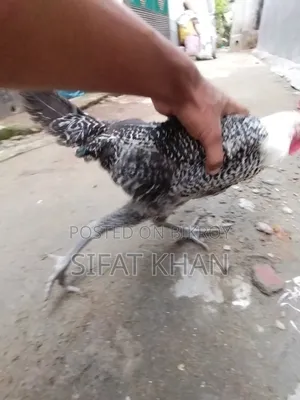 Egyptian Fayoumi Rooster