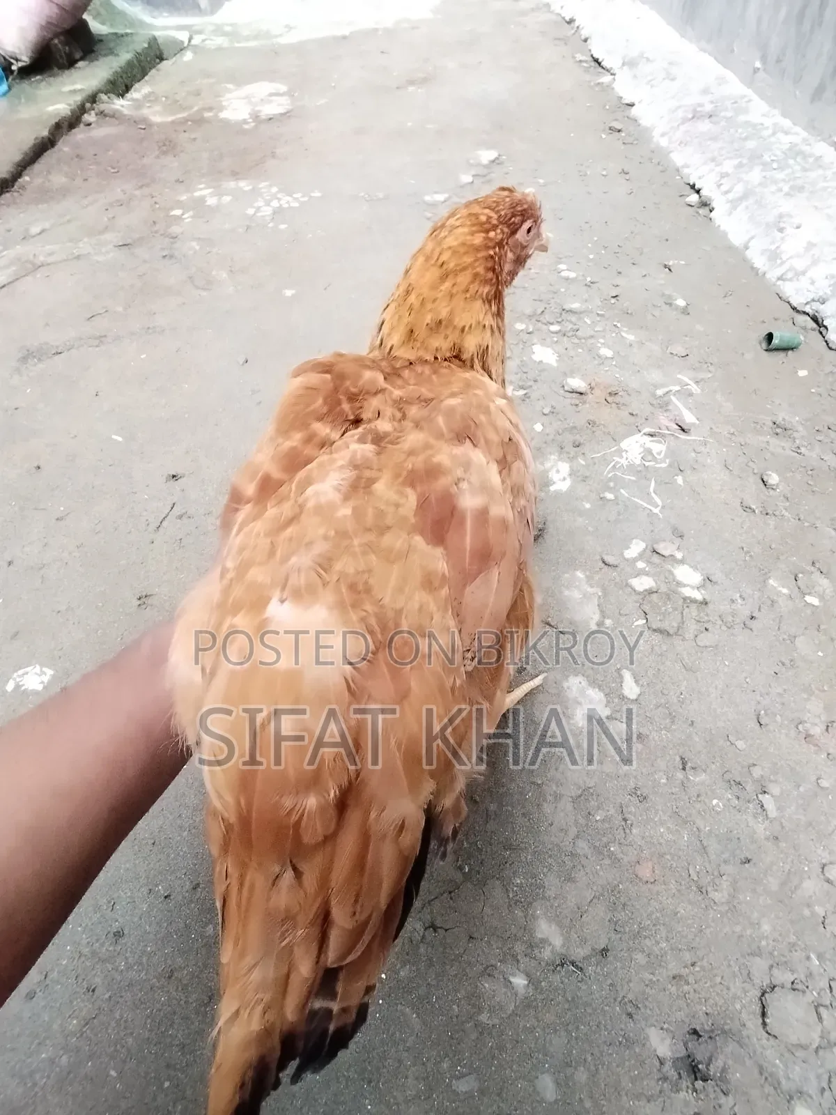 Tiger Chicken