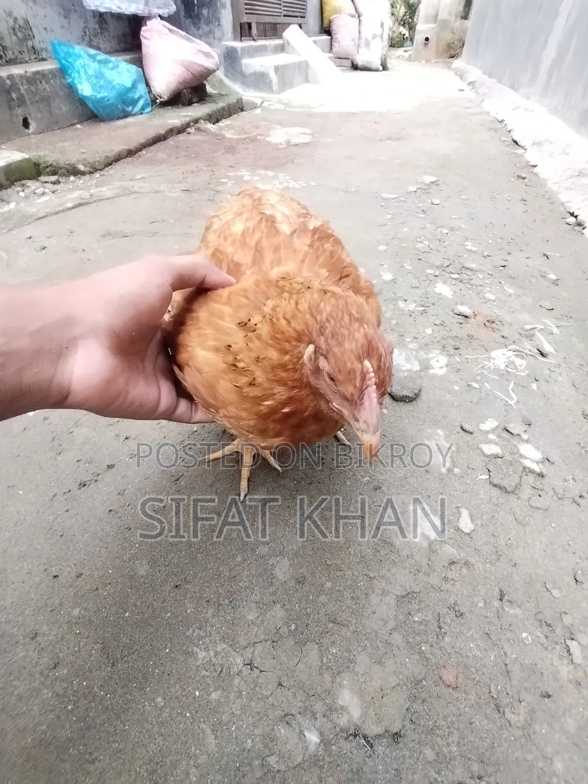 Tiger Chicken