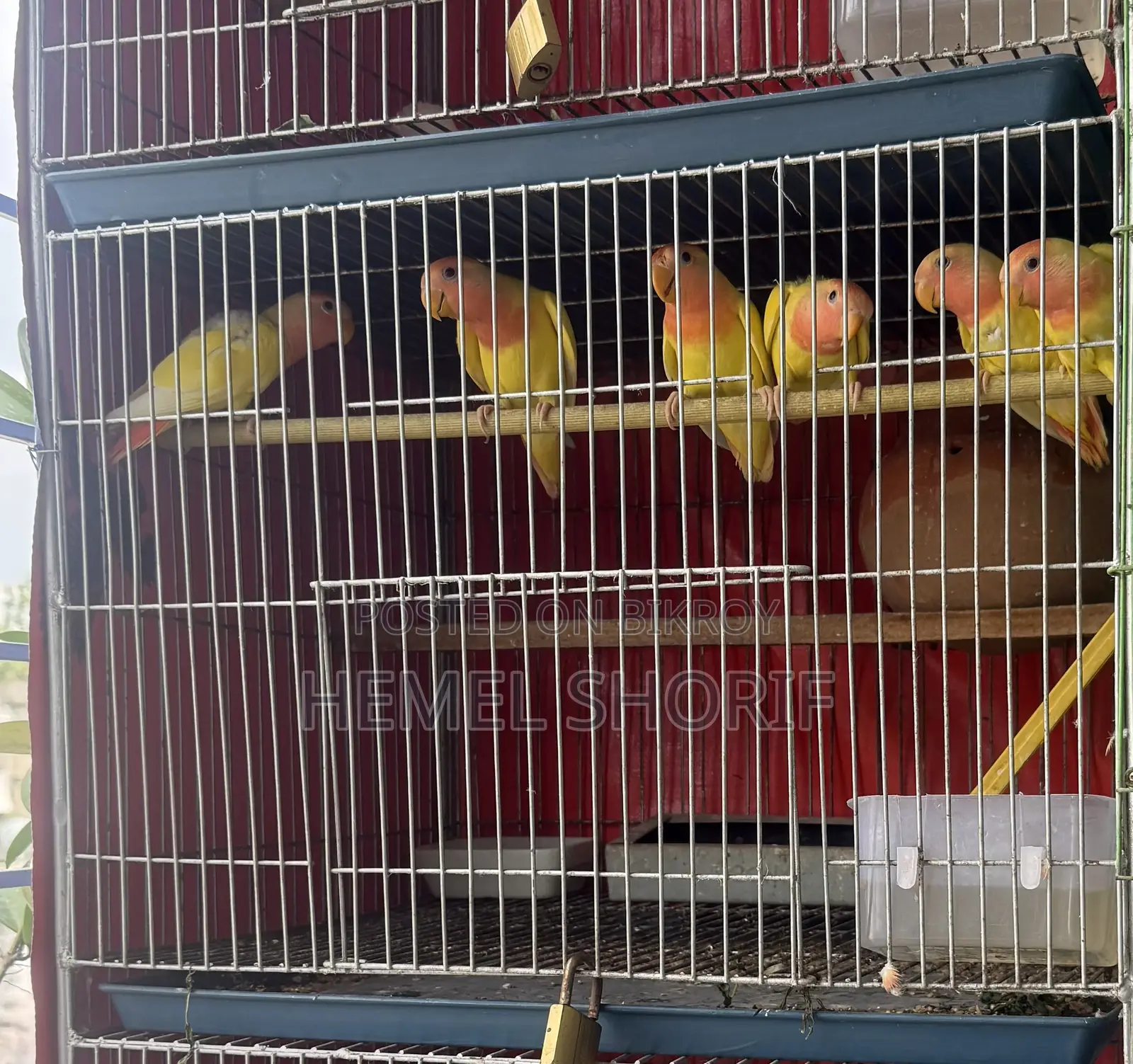 Lutino Red Head Opaline Love Birds