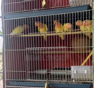 Lutino Red Head Opaline Love Birds