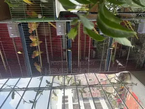 Lutino Red Head Opaline Love Birds