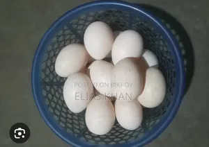 Original Chinese Duck Hatching Eggs