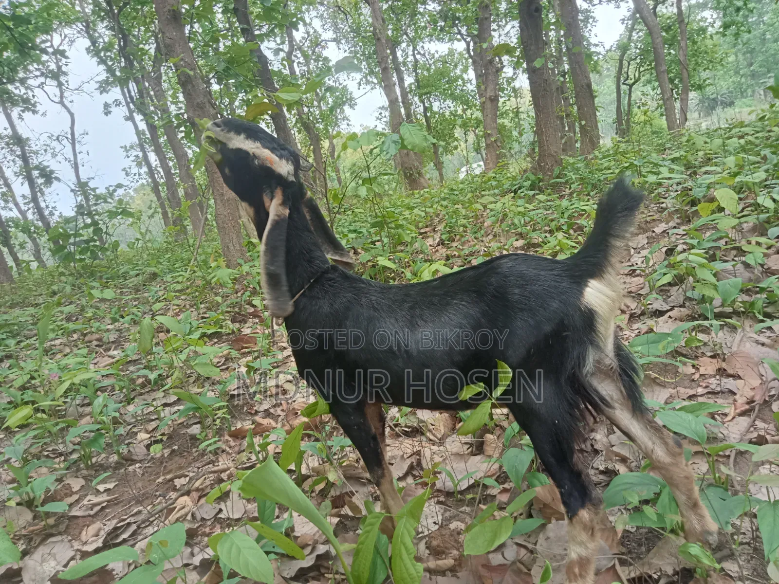 Haryana Goat (New Adult)