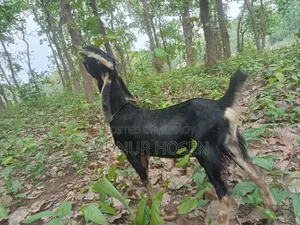 Haryana Goat (New Adult)