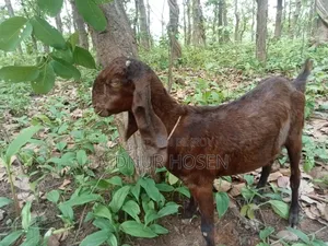 Haryana Goat (New Adult)