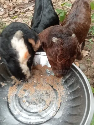 Haryana Goat (New Adult)