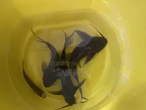 Aquarium Fish