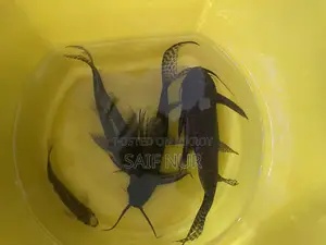 Aquarium Fish