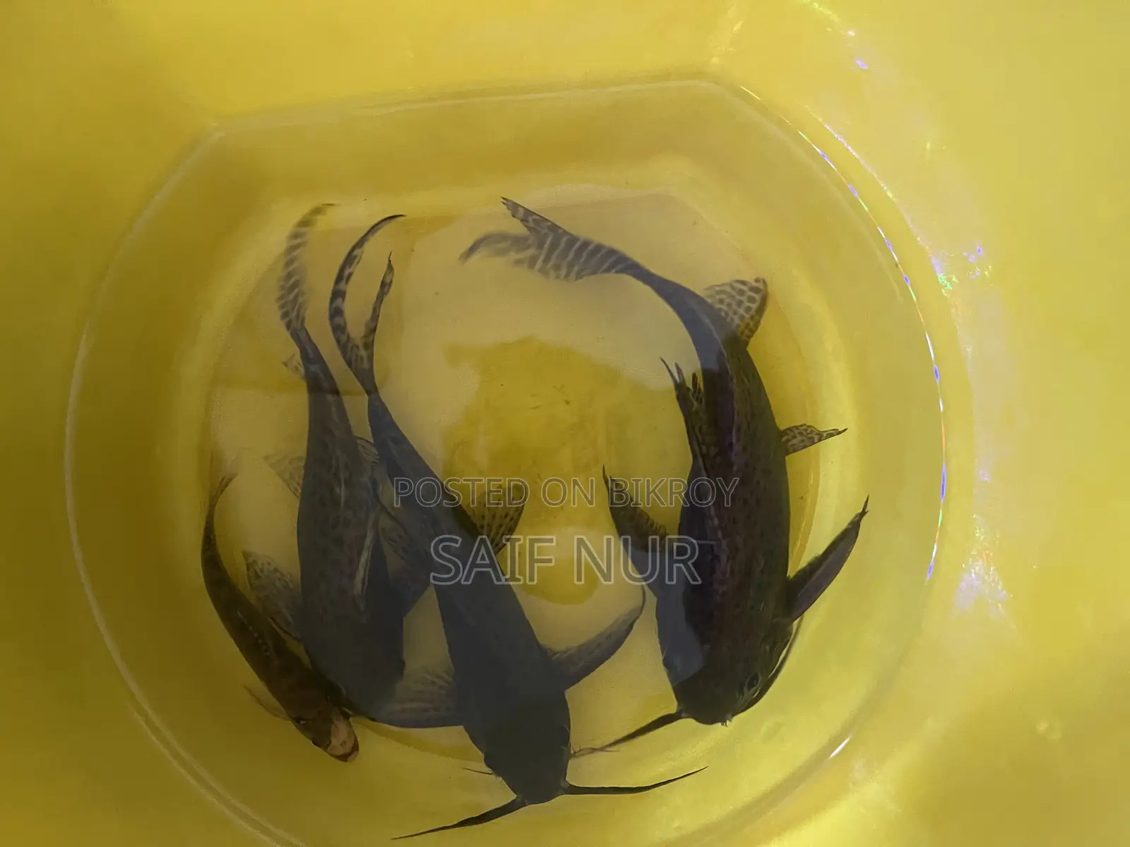 Aquarium Fish