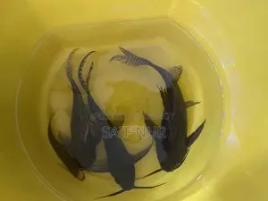 Aquarium Fish