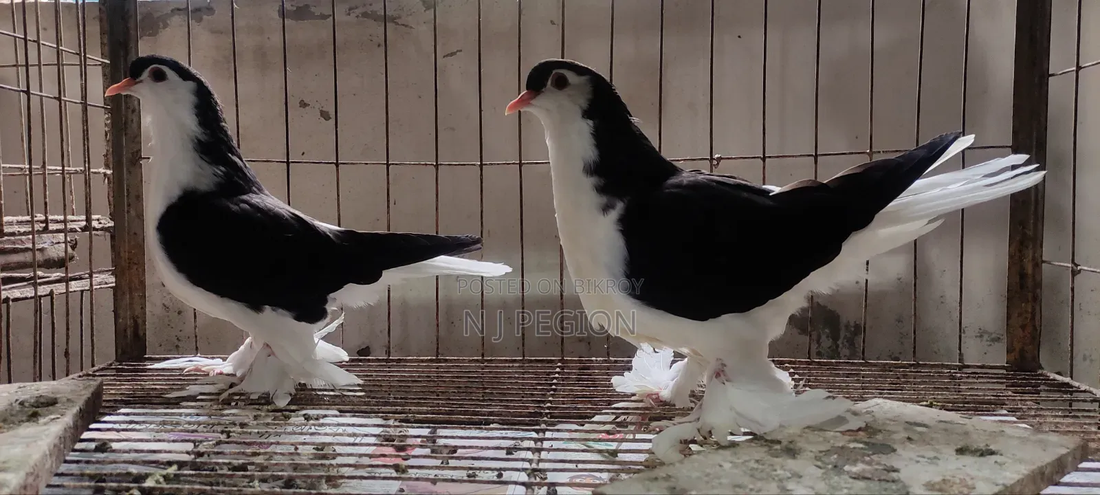 Black Lahore Baby Pair 4 Por Male Female Hoba in Sha Allah