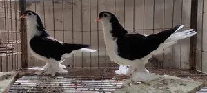 Black Lahore Baby Pair 4 Por Male Female Hoba in Sha Allah