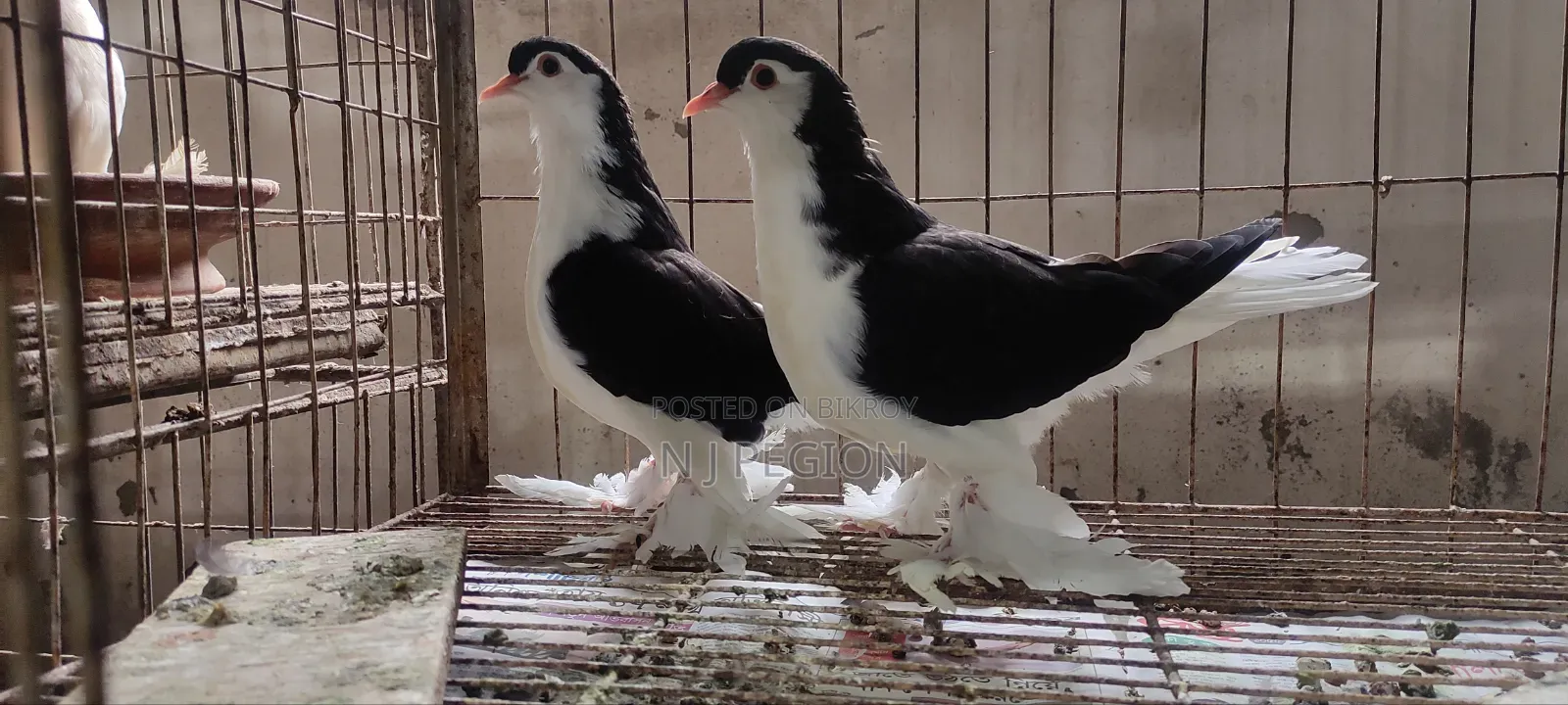 Black Lahore Baby Pair 4 Por Male Female Hoba in Sha Allah