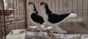 Black Lahore Baby Pair 4 Por Male Female Hoba in Sha Allah