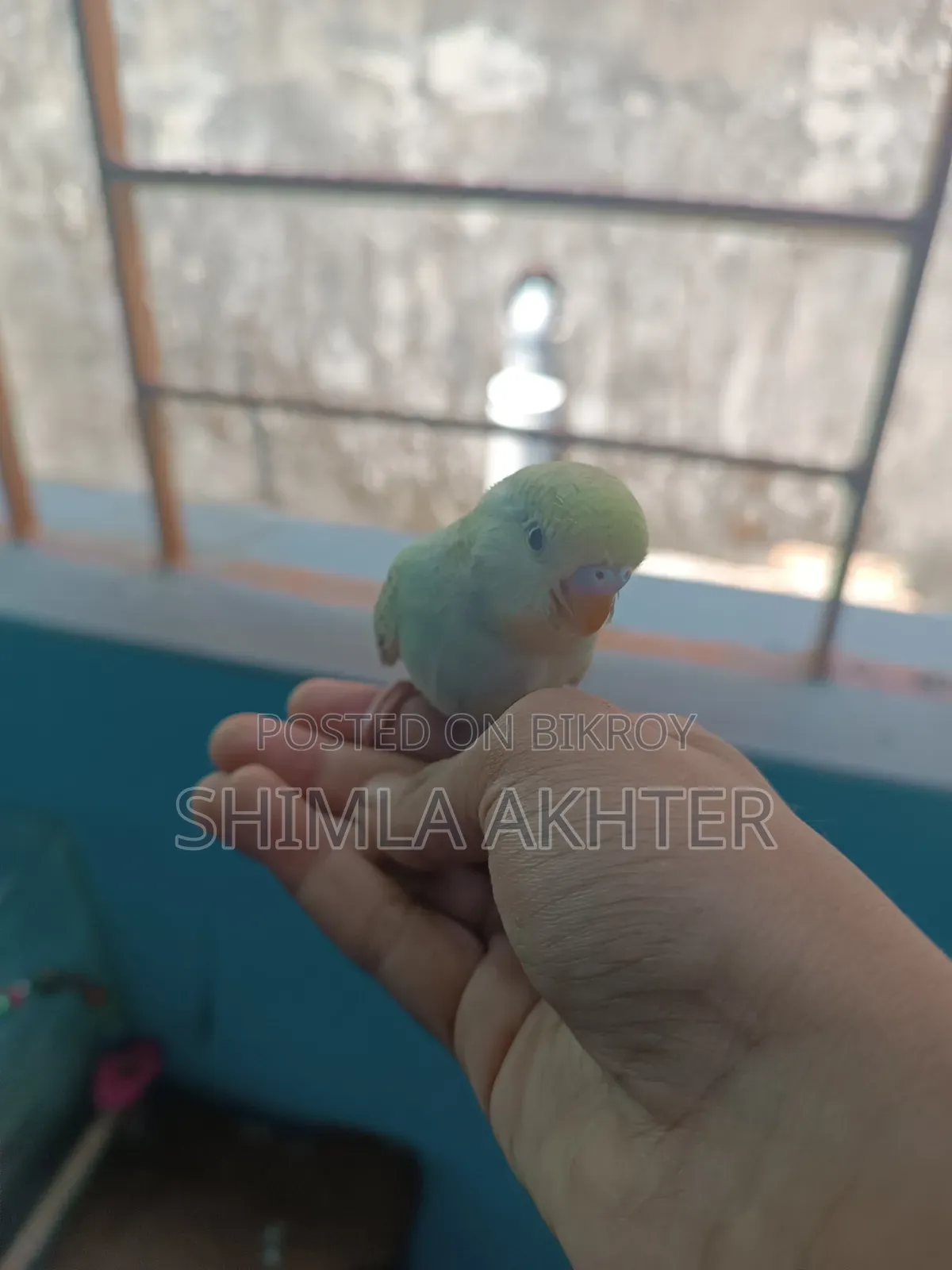 হাফ টেম বাজিগার বেবি