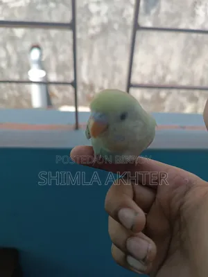 হাফ টেম বাজিগার বেবি