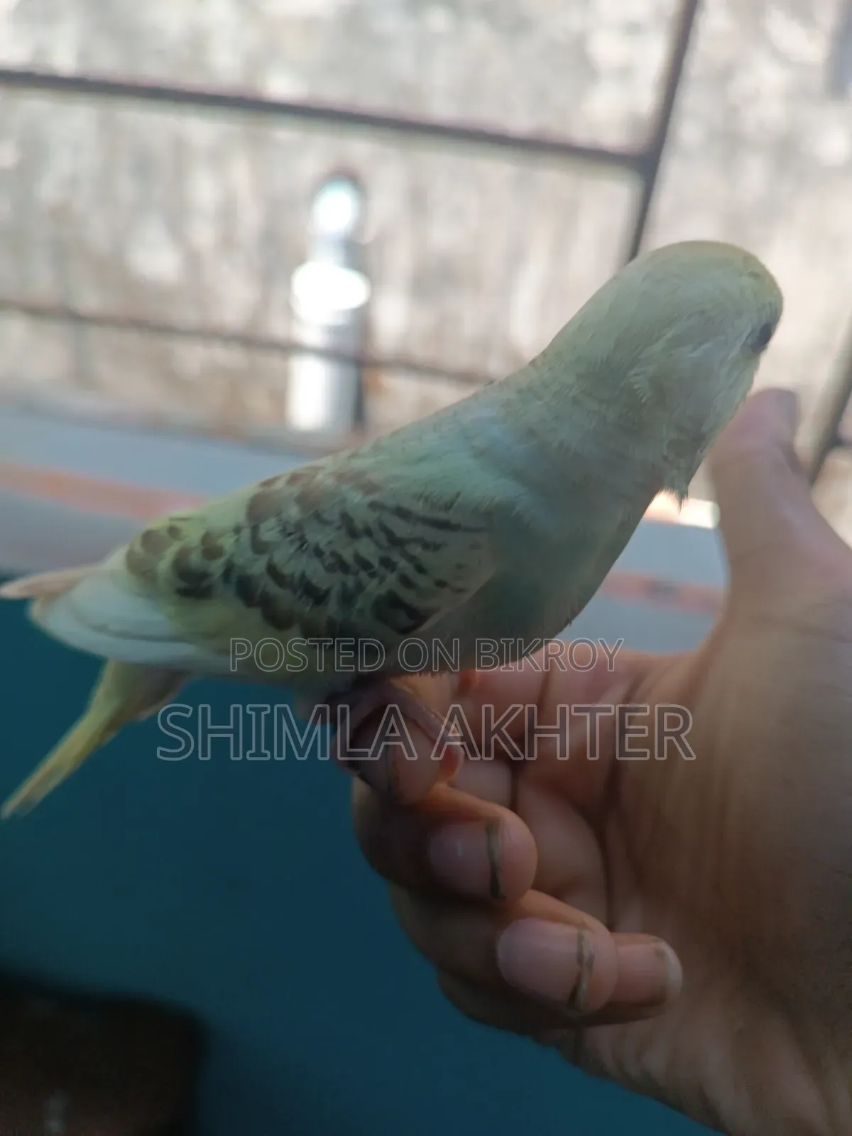 হাফ টেম বাজিগার বেবি