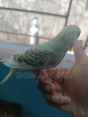 হাফ টেম বাজিগার বেবি