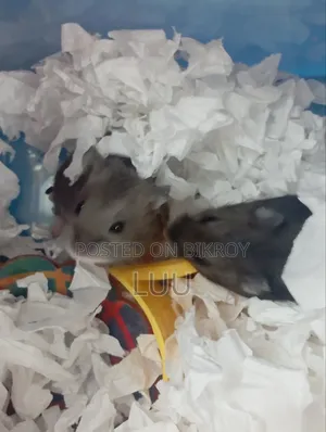 রাশিয়ান ডোয়ার্ফ হ্যামস্টার জোড়া