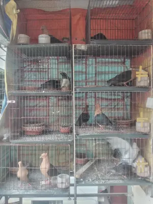 কবুতর বিক্রি হবে । Pigeon for Sale