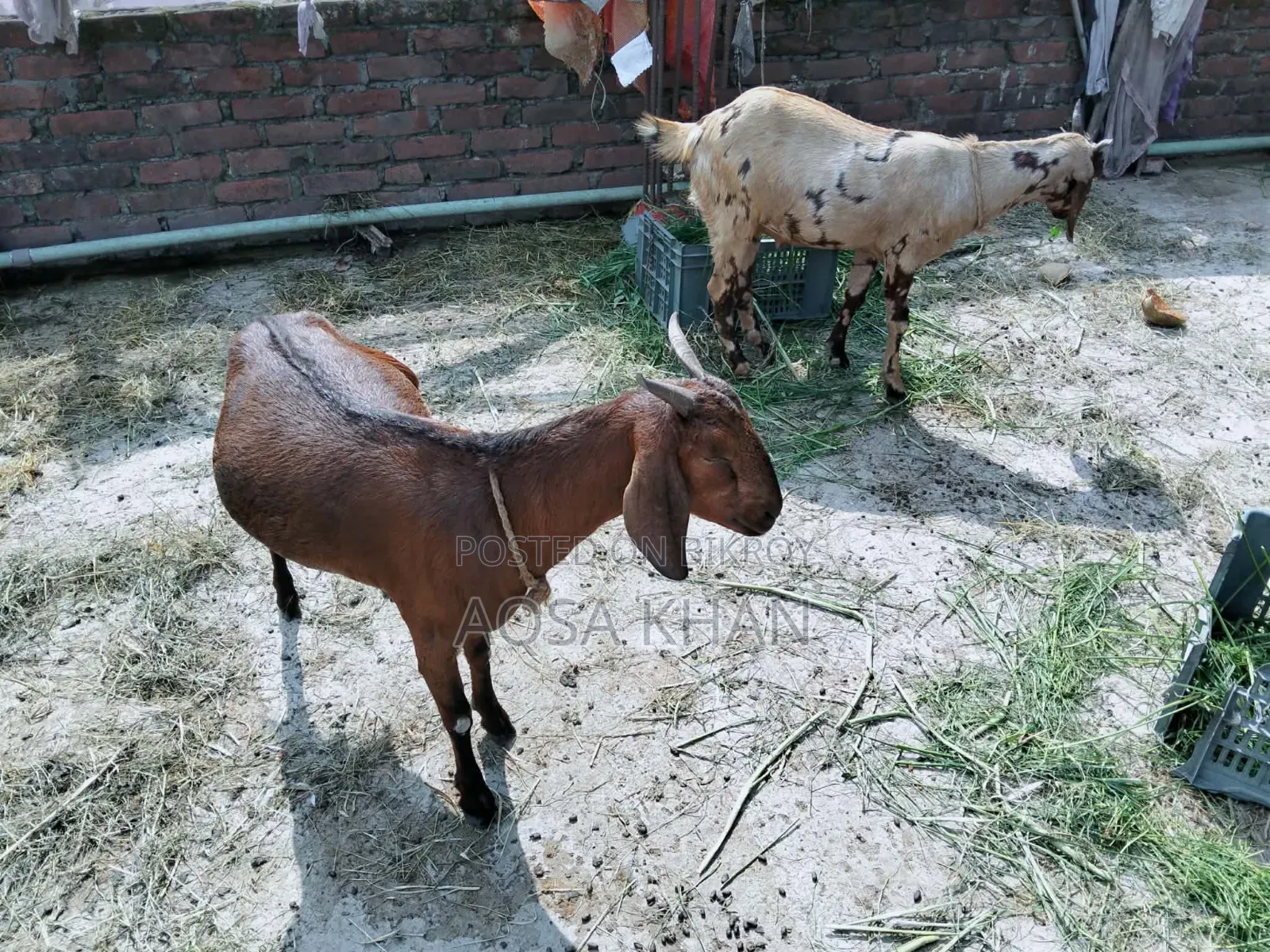 Selling Some High-Quality Pregnant Goats