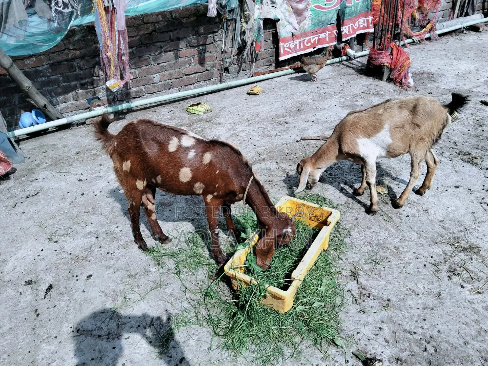 Selling Some High-Quality Pregnant Goats