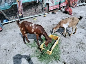 Selling Some High-Quality Pregnant Goats
