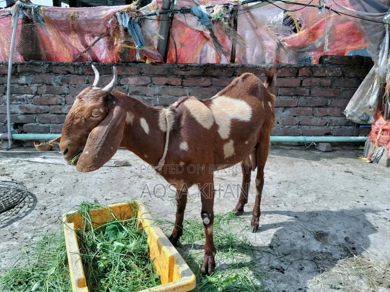 Selling Some High-Quality Pregnant Goats