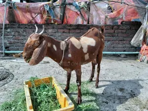Selling Some High-Quality Pregnant Goats