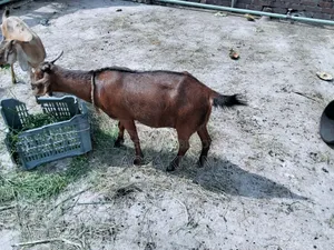 Selling Some High-Quality Pregnant Goats