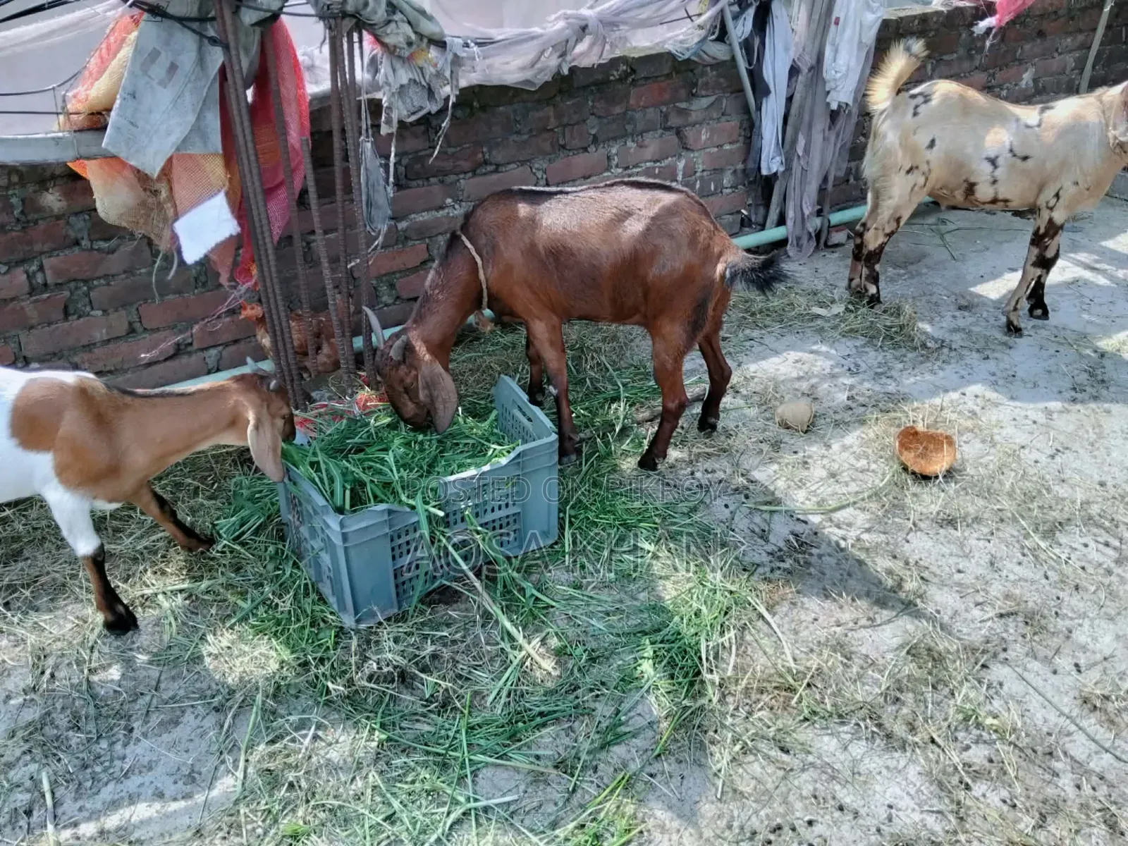 Selling Some High-Quality Pregnant Goats