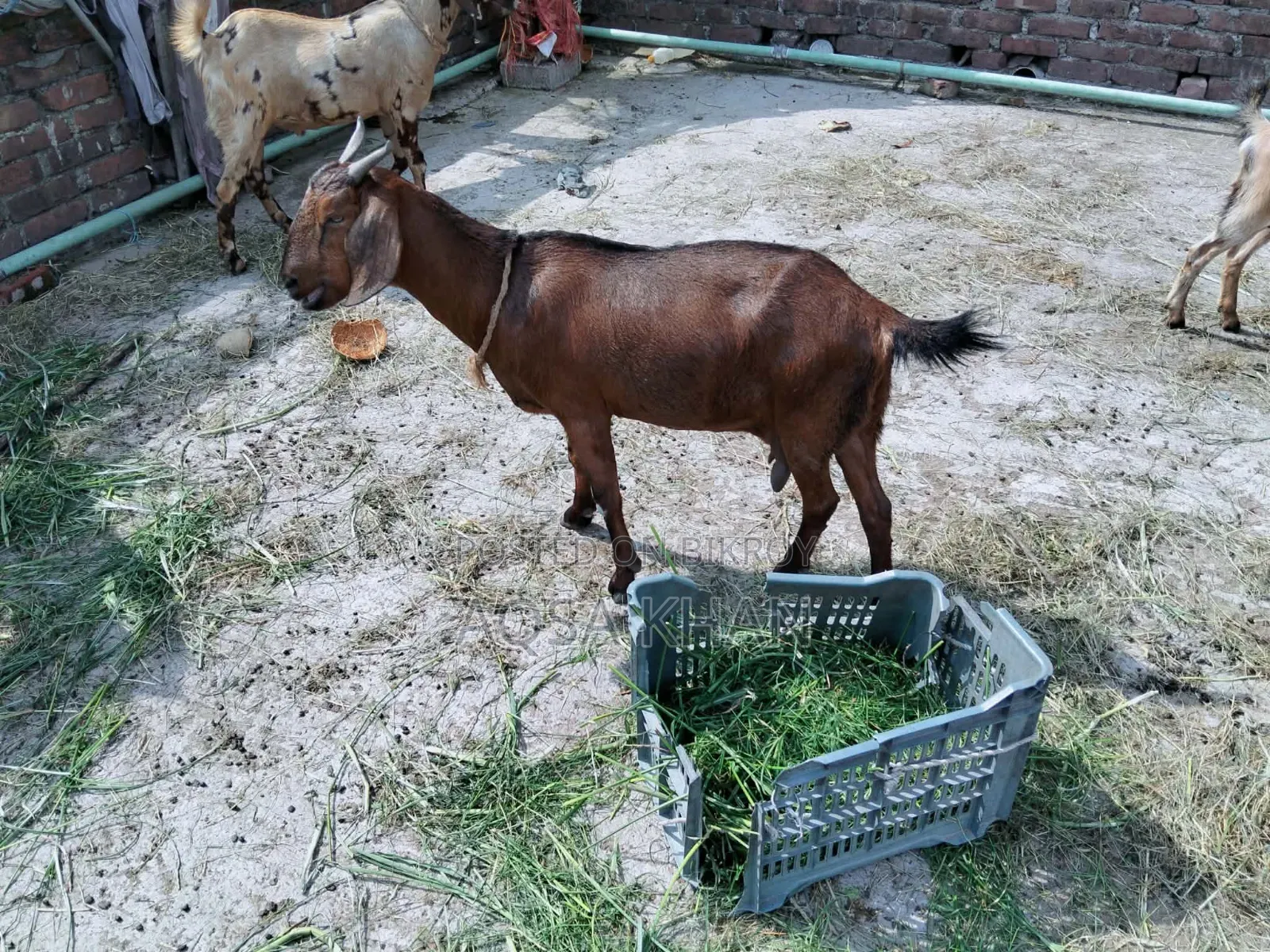 Selling Some High-Quality Pregnant Goats