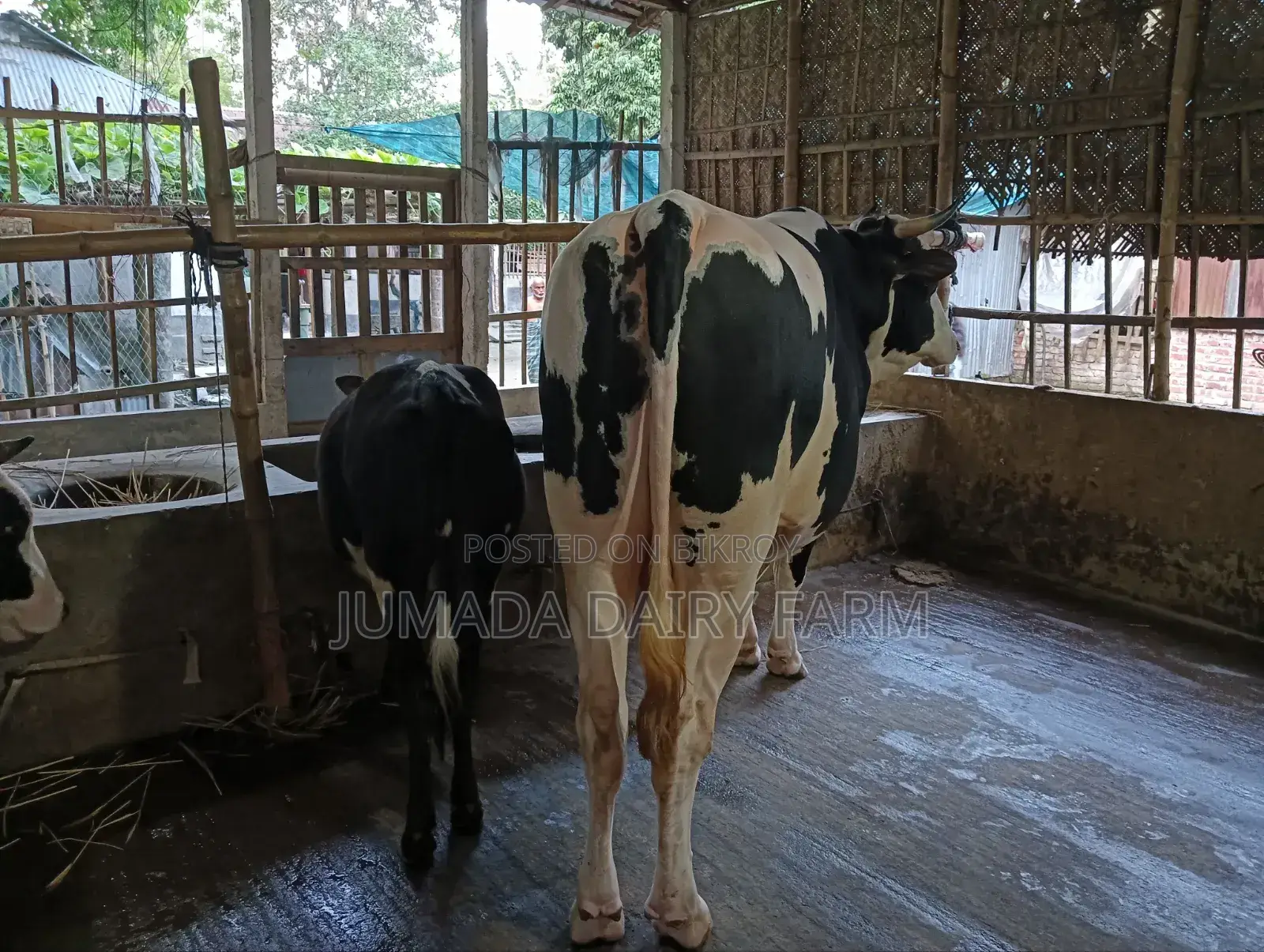 Qurbani Bull