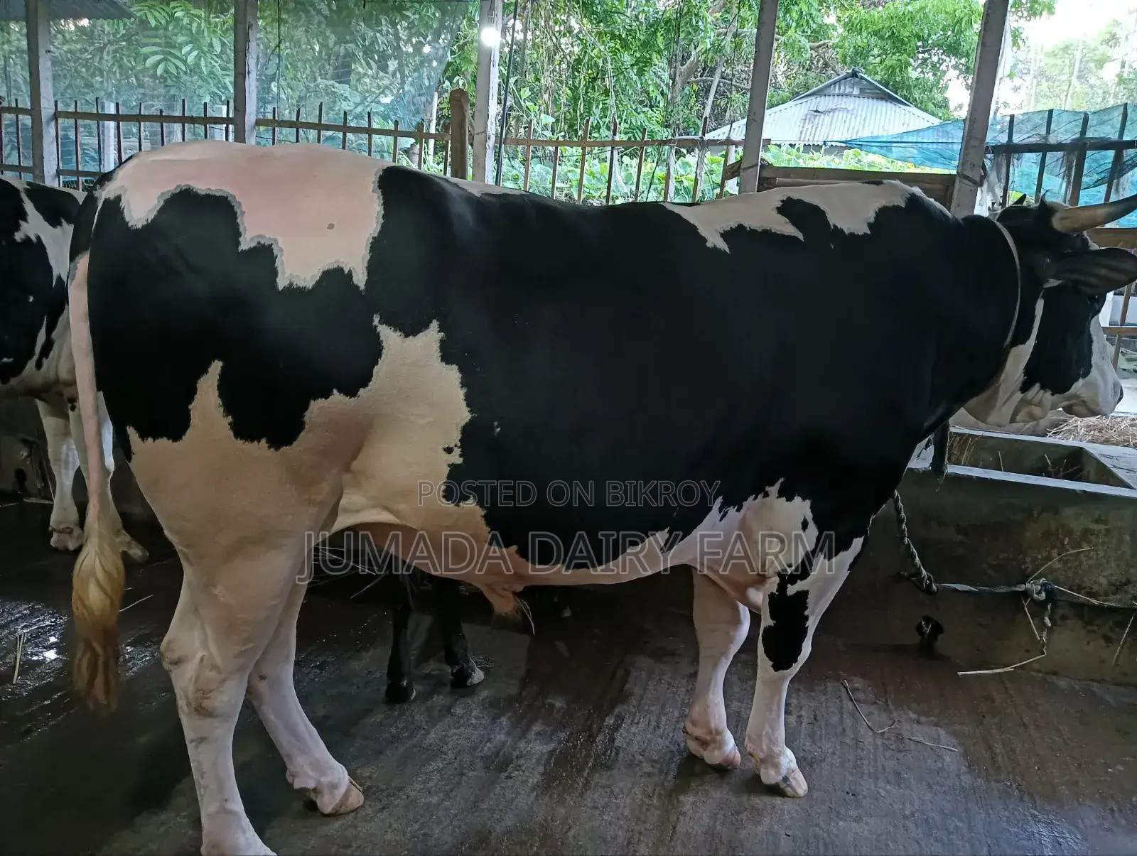Qurbani Bull