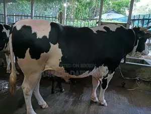 Qurbani Bull