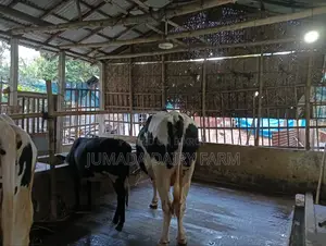 Qurbani Bull