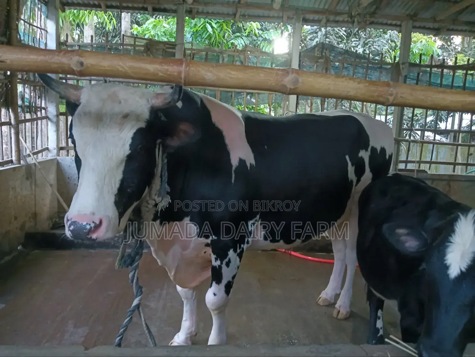 Qurbani Bull