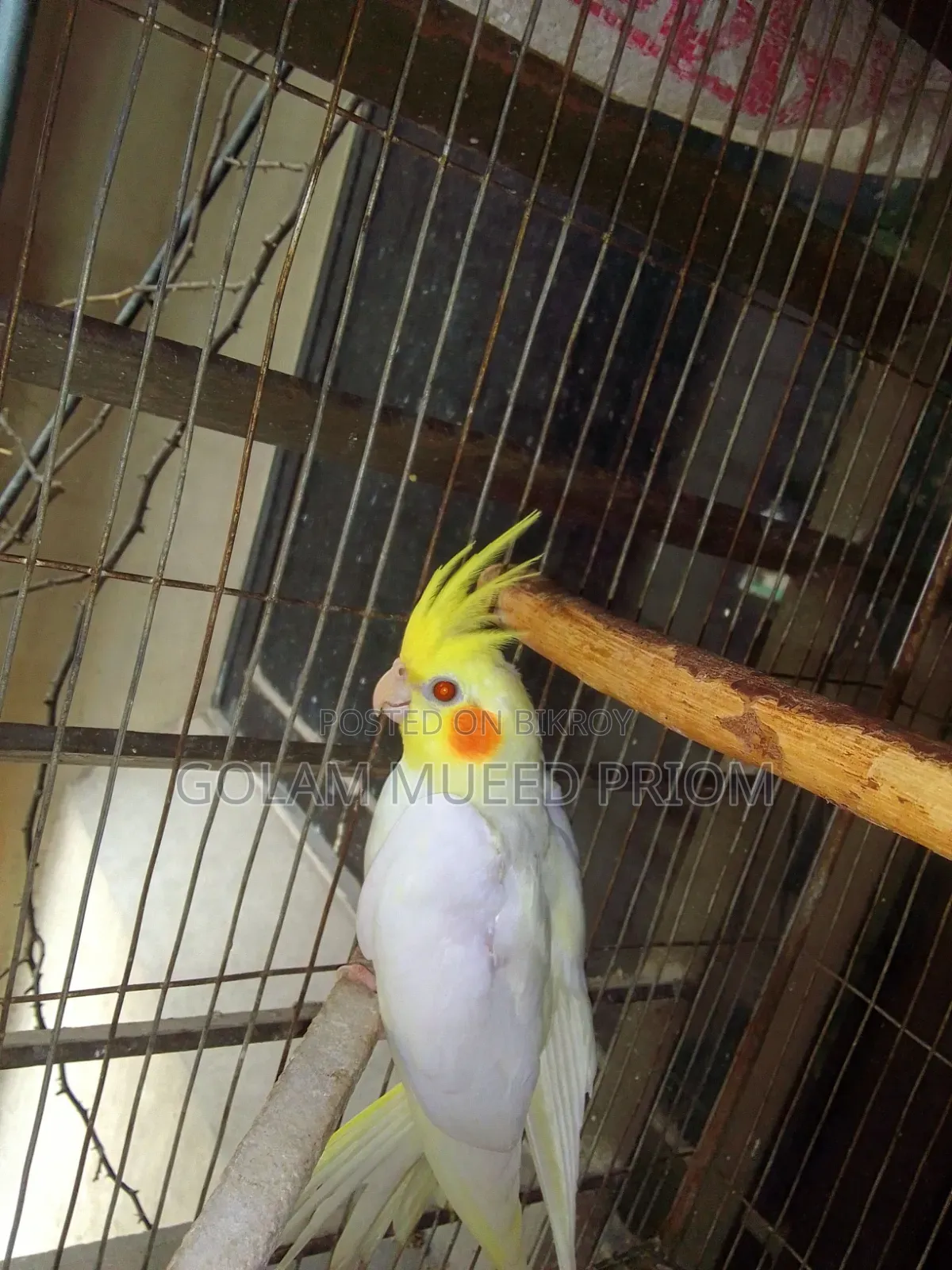 Lutino Cockatiel