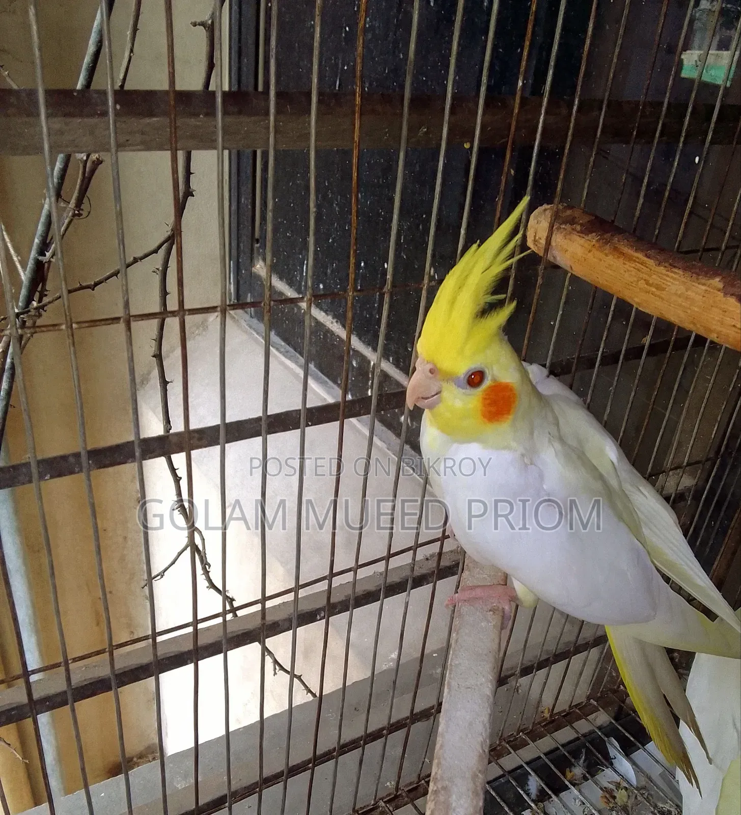 Lutino Cockatiel