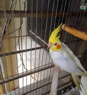 লুটিনো ককাটেল