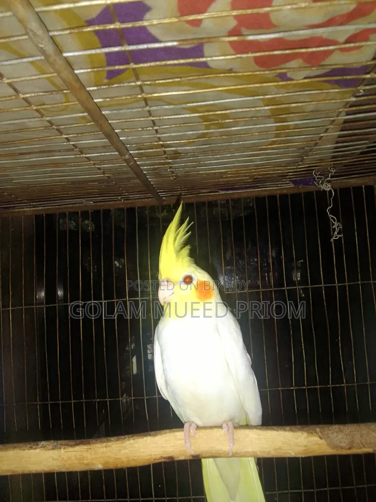 Lutino Cockatiel