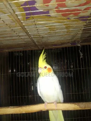 Lutino Cockatiel