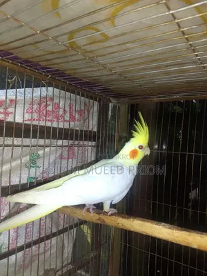 Lutino Cockatiel
