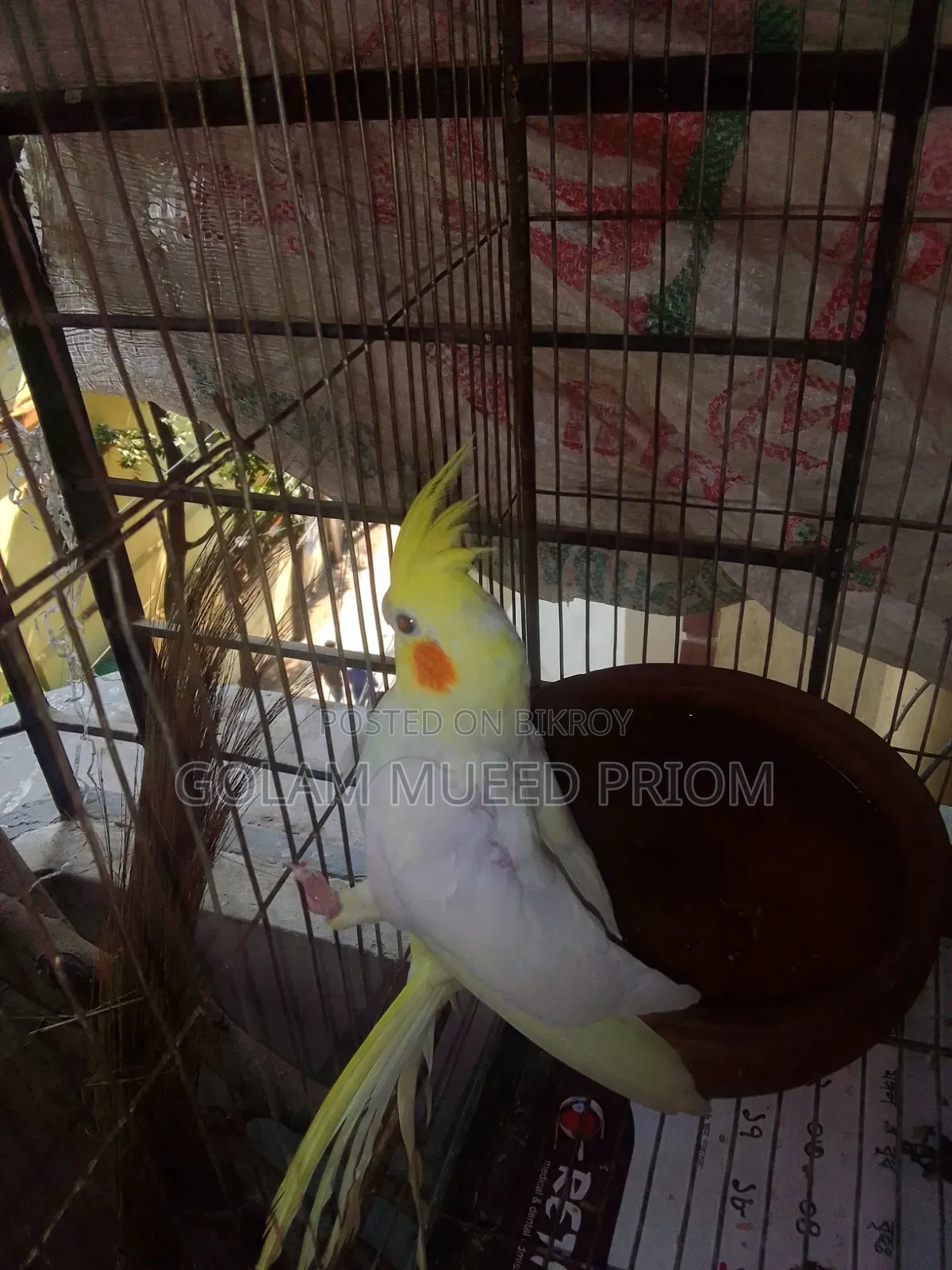 Lutino Cockatiel